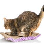 Škrabadla pro velké kočky jako nutnost, ne luxus