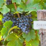 Syrah – víno s charakterem, které si získává stále více příznivců